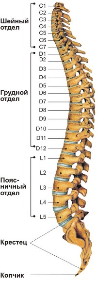 позвоночник