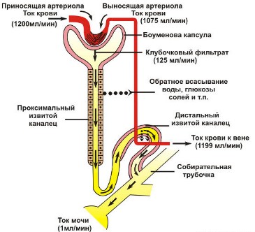 процесс мочеобразования