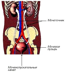 Мочевыводящая система человека