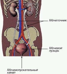 мочеполовая система человека