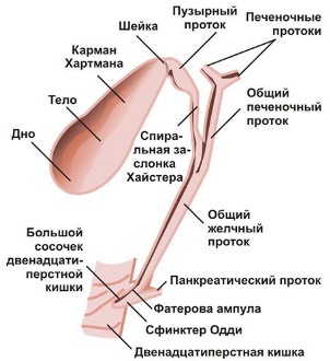 строение желчного пузыря