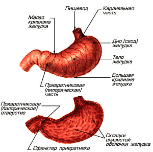 желудок человека