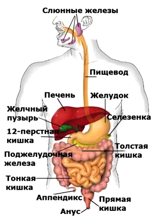 Желудочно-кишечный тракт человека