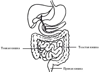 кишечник человека